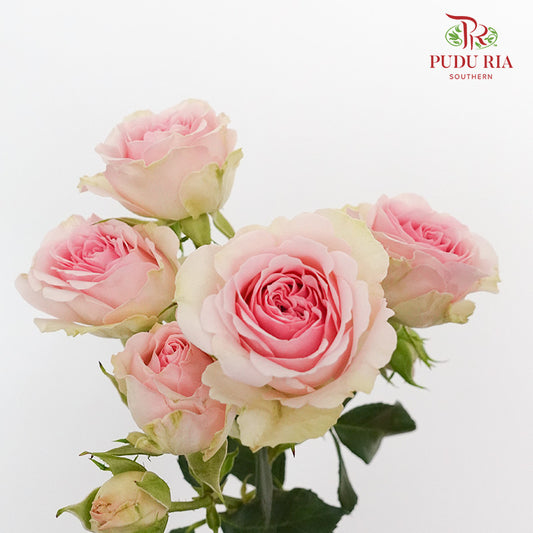 Rose Spray Light Pink (8-10 Stems) - Pudu Ria Florist Southern