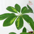 Schefflera Arboricola - Pudu Ria Florist Southern