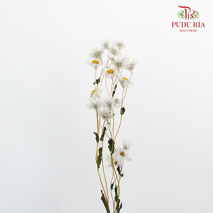 Dry Rubia - White - Pudu Ria Florist Southern