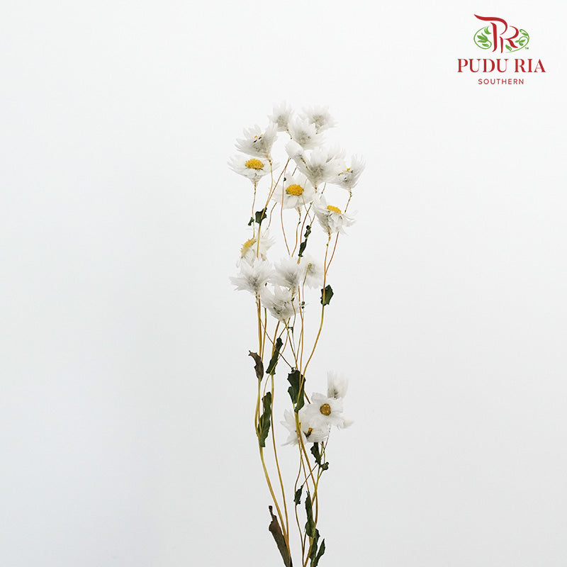 Dry Rubia - White - Pudu Ria Florist Southern