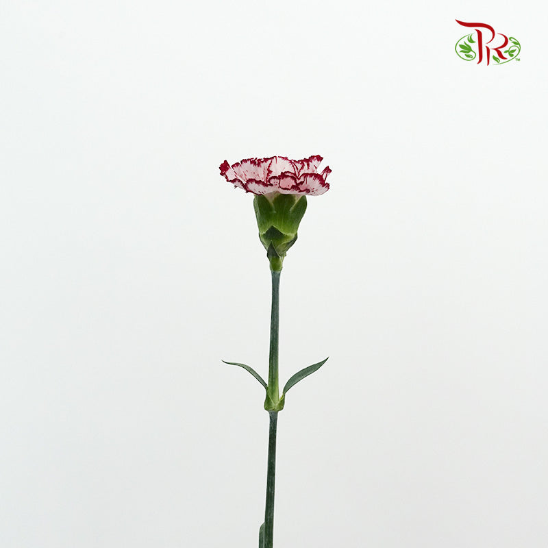 Carnation White/Red  (18-20 Stems) - Pudu Ria Florist Southern