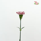 Carnation White/Red  (18-20 Stems) - Pudu Ria Florist Southern