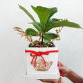 CNY Pot Plant Arrangement 琴叶榕#2 - Pudu Ria Florist Southern