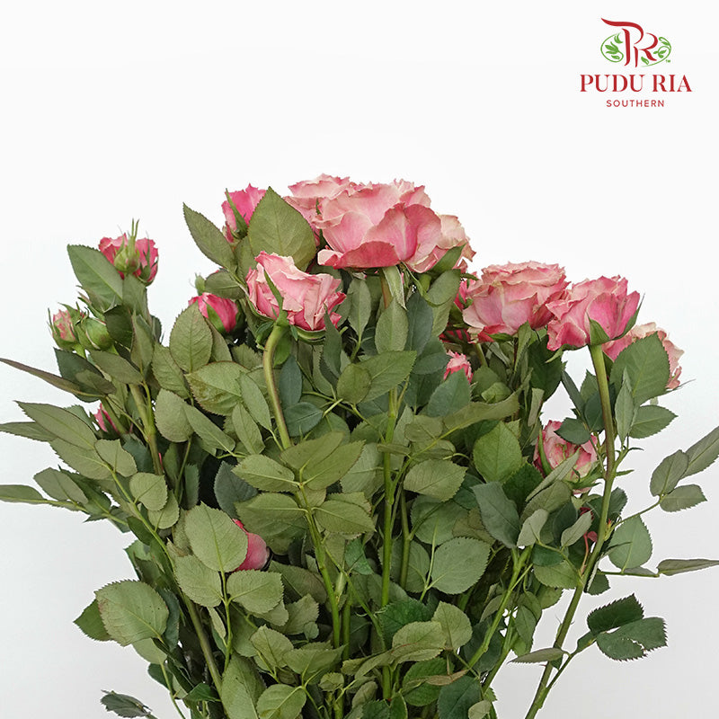 Rose Spray Pink (8-10 Stems) - Pudu Ria Florist Southern