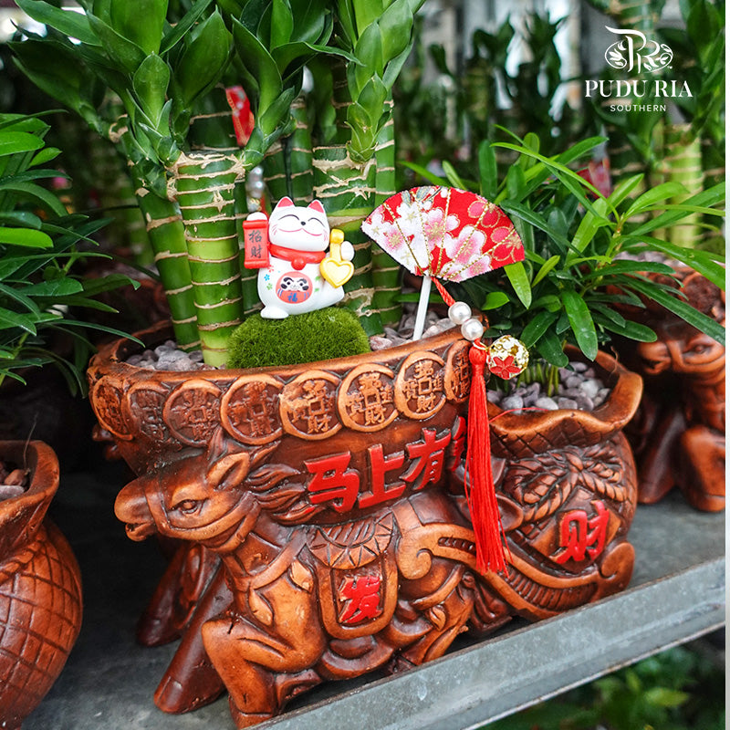 Jungle Cat 丛林猫 / Per Pot - Pudu Ria Florist Southern