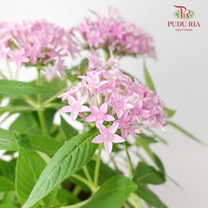 Pentas Pink - Pudu Ria Florist Southern