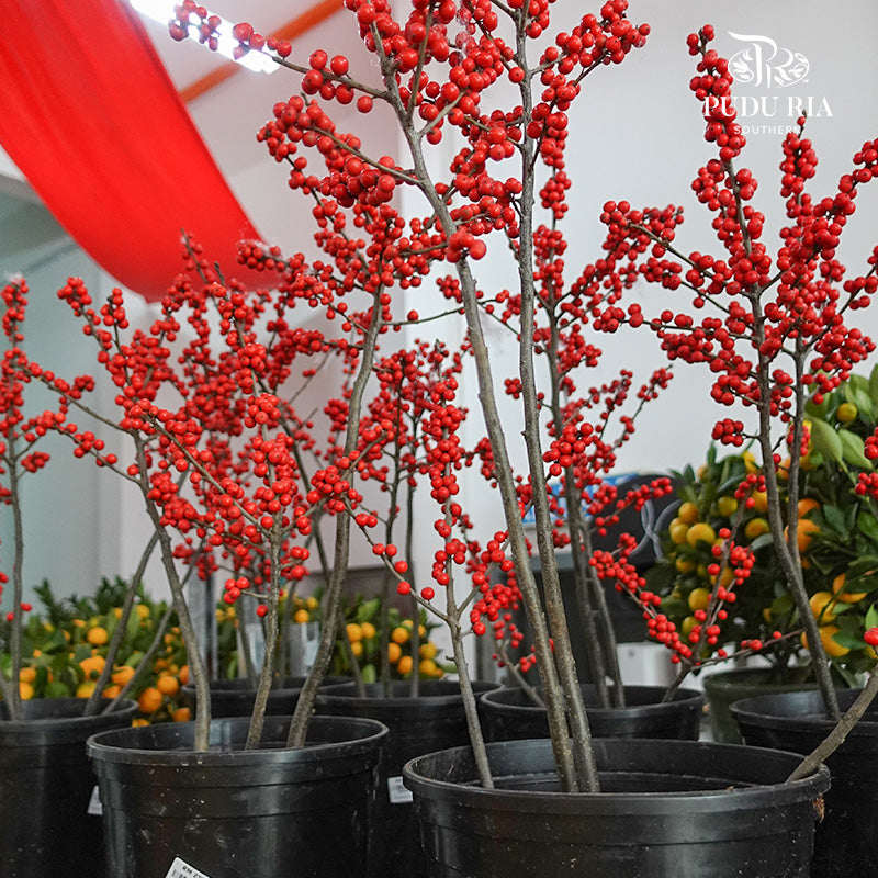 Ilex plant 冬青 - Pudu Ria Florist Southern