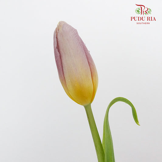 Tulip Purple/Yellow  (8-9 Stems) - Pudu Ria Florist Southern