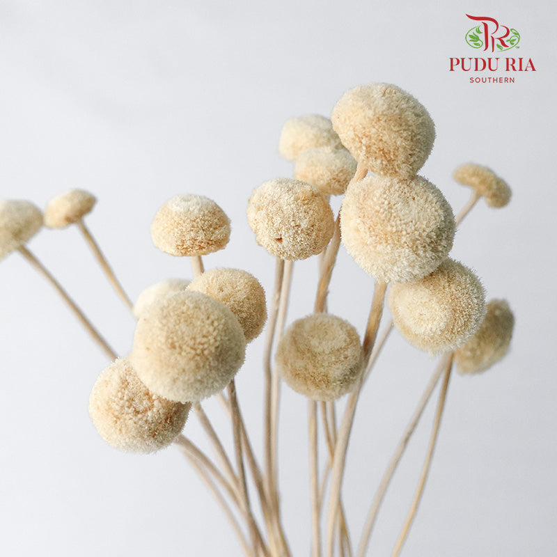 Dry Button Chrysanthemum - Offer Item - Pudu Ria Florist Southern