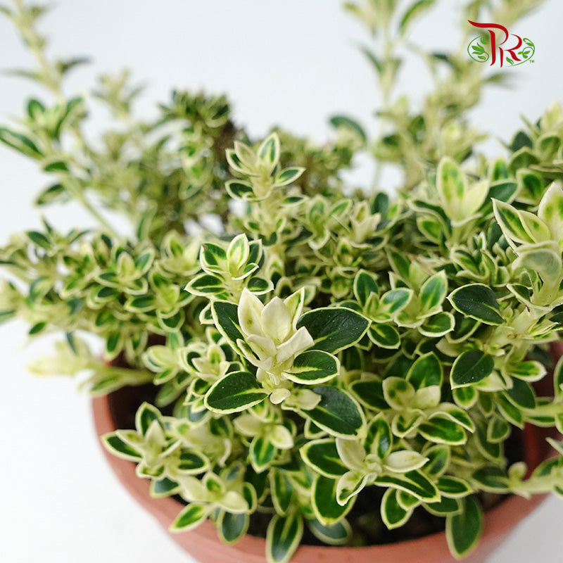 Serissa Variegated Bali - Pudu Ria Florist Southern