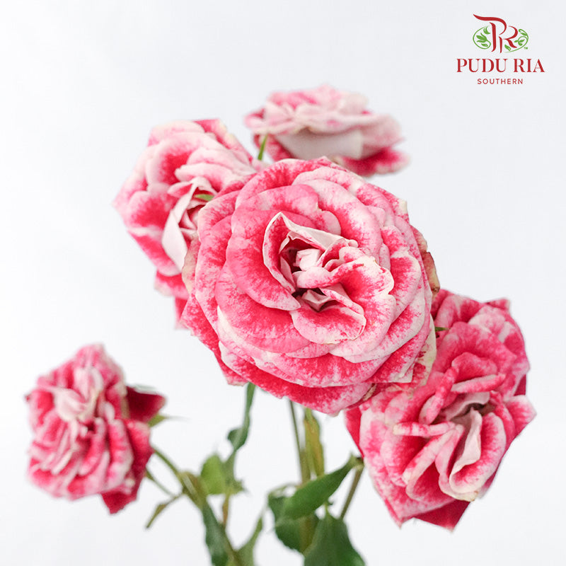 Rose Spray Impressionst (6 Stems) - Pudu Ria Florist Southern