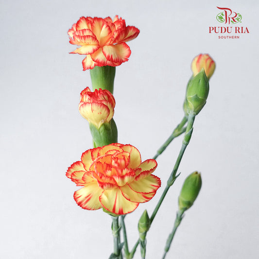 Carnation Spray Yellow/Orange (18-20 Stems) - Pudu Ria Florist Southern