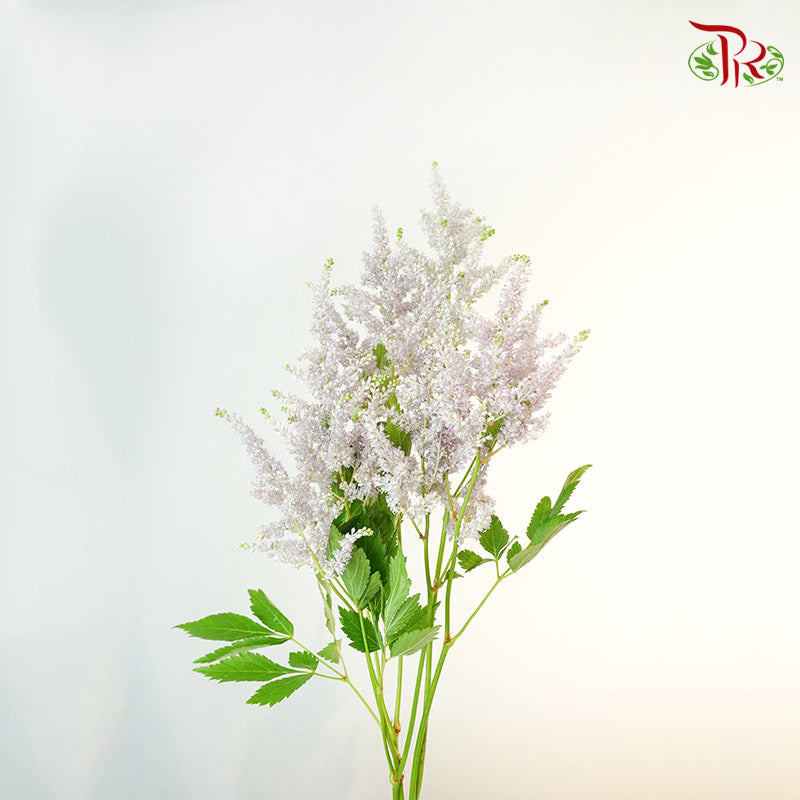 Astilbe Light purple (4-5 Stems) - Pudu Ria Florist Southern