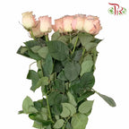 Rose Sky Pearl (8-10 Stems) - Pudu Ria Florist Southern