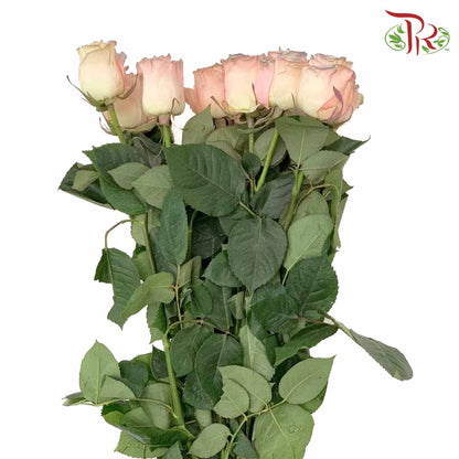 Rose Sky Pearl (8-10 Stems) - Pudu Ria Florist Southern