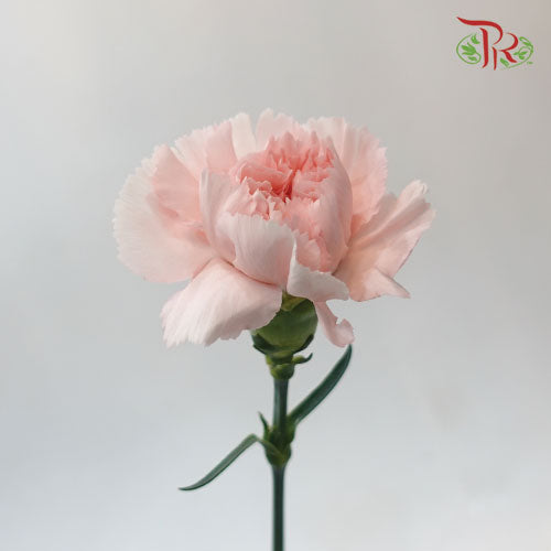 Carnation Charlotte (8-10 Stems) - Pudu Ria Florist Southern