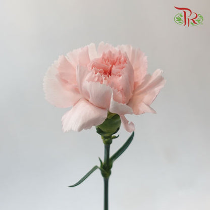 Carnation Charlotte (8-10 Stems) - Pudu Ria Florist Southern