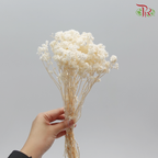 Preservative Helichrysum Crispum - White - Pudu Ria Florist Southern