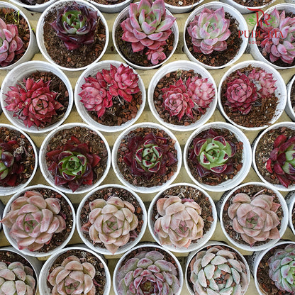 Succulent Mixed (S) - Pudu Ria Florist Southern