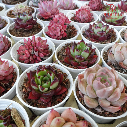 Succulent Mixed (S) - Pudu Ria Florist Southern