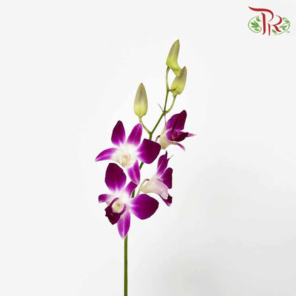 Dendrobium Orchid Purple / 5 Stems (M) - Pudu Ria Florist Southern