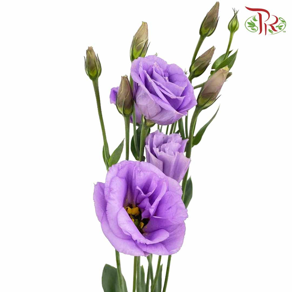 Eustoma Purple (12-15 Stems) - Pudu Ria Florist Southern