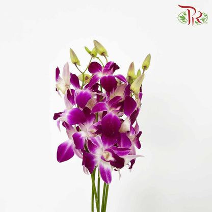 Dendrobium Orchid Purple / 5 Stems (M) - Pudu Ria Florist Southern