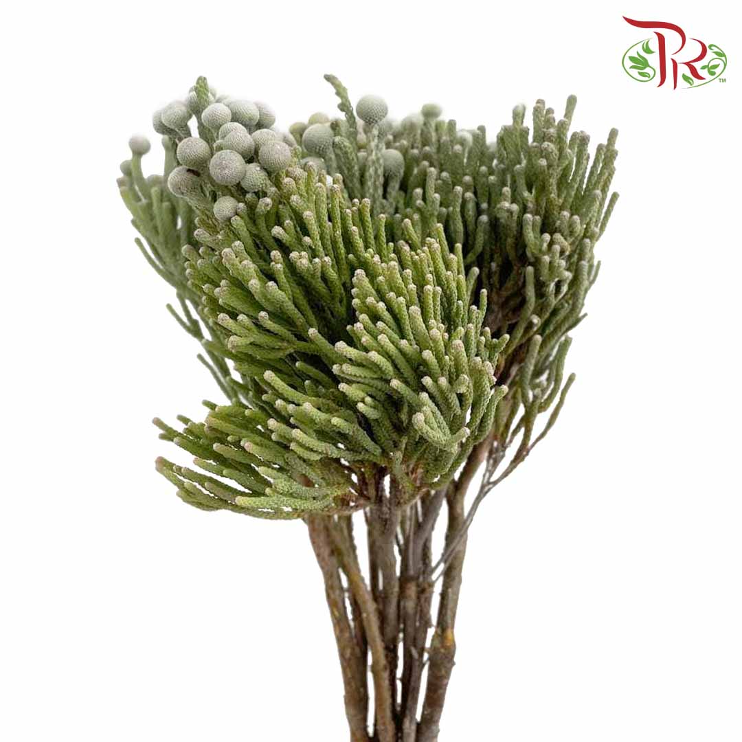 Silver Brunia Big Size (9-10 Stems) - Pudu Ria Florist Southern