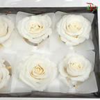 Preservative Full Bloom Rose (6 Blooms) - White - Pudu Ria Florist Southern