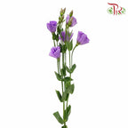 Eustoma Purple (12-15 Stems) - Pudu Ria Florist Southern