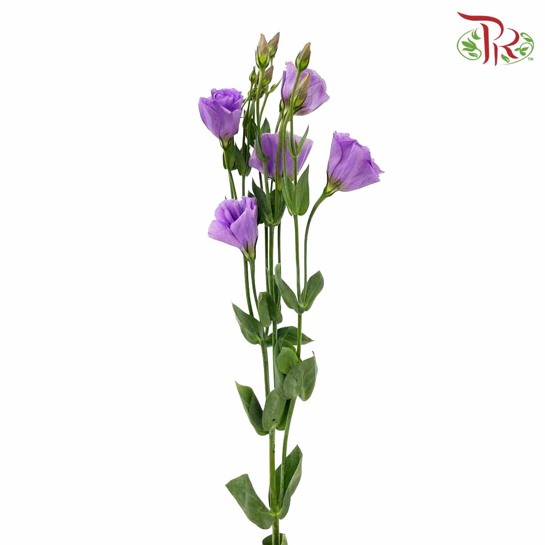 Eustoma Purple (12-15 Stems) - Pudu Ria Florist Southern