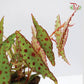 Begonia - Amphioxus