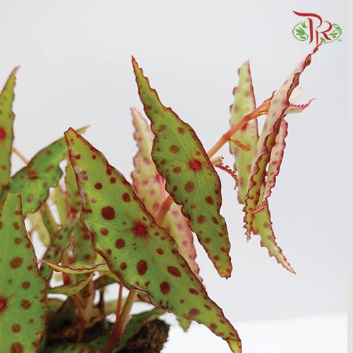 Begonia - Amphioxus - Pudu Ria Florist Southern