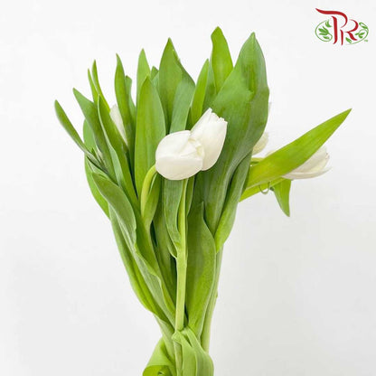 Tulip White (8-9 Stems) - Pudu Ria Florist Southern