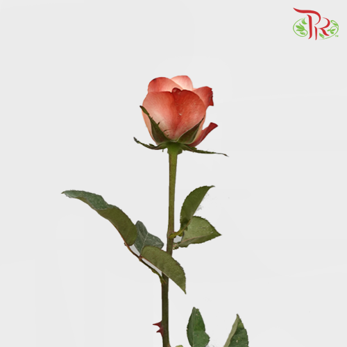 Rose Emotion (8-10 Stems) - Pudu Ria Florist Southern