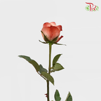 Rose Emotion (8-10 Stems) - Pudu Ria Florist Southern