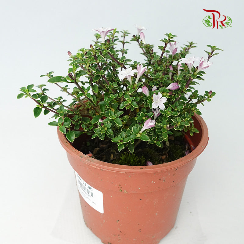 Serissa Variegated Bali Purple - Pudu Ria Florist Southern