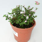 Serissa Variegated Bali Purple - Pudu Ria Florist Southern
