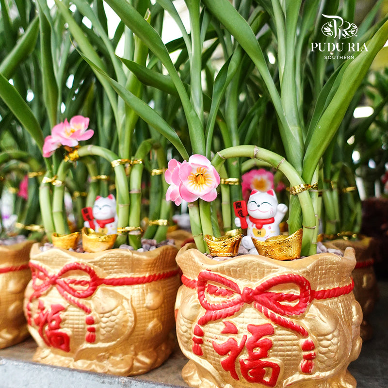 Four Season Lucky Cat 四季吉祥 / Per Pot - Pudu Ria Florist Southern