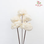 Dry Sola Rose Big - White - Pudu Ria Florist Southern