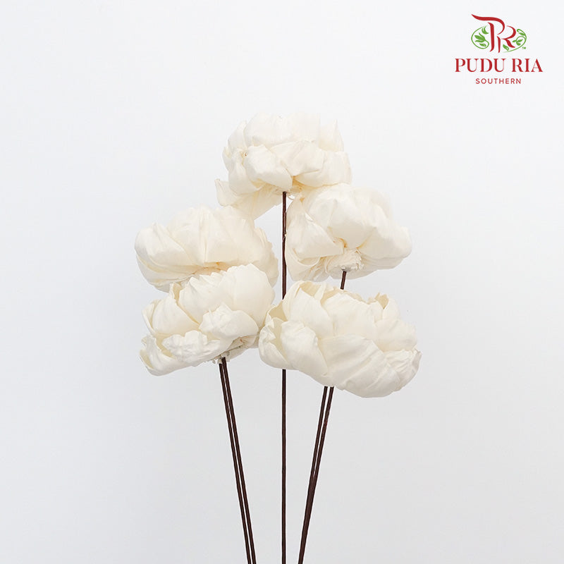 Dry Sola Rose Big - White - Pudu Ria Florist Southern