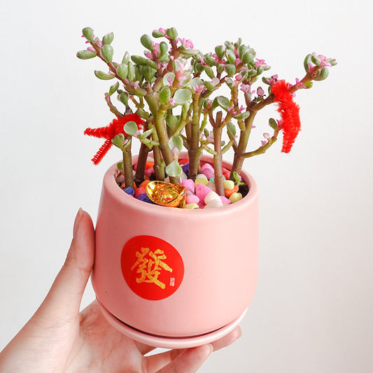 CNY Pot Plant Arrangement 金玉满堂 - Pudu Ria Florist Southern