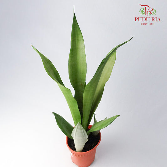 Sansevieria Moonshine - Pudu Ria Florist Southern