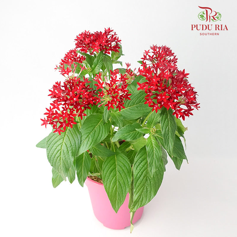 Pentas Red - Pudu Ria Florist Southern