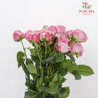 Rose Spray Lady Bombastic (6 Stems) - Pudu Ria Florist Southern