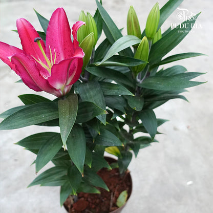 Lily Plant 百合花 - Pudu Ria Florist Southern