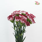 Carnation White/Red  (18-20 Stems) - Pudu Ria Florist Southern