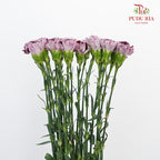 Carnation St Mrs. Pam 18-20 Stems - Pudu Ria Florist Southern