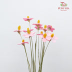 Dry Violet - Pink - Pudu Ria Florist Southern