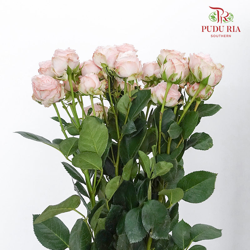 Rose Spray Bombastic (6 Stems) - Pudu Ria Florist Southern